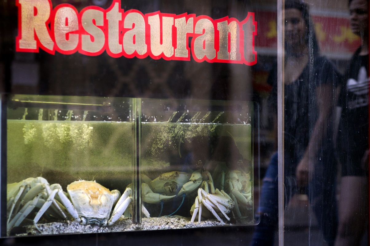 Crabs in restaurant window - Photograph by Tamara Kenneally