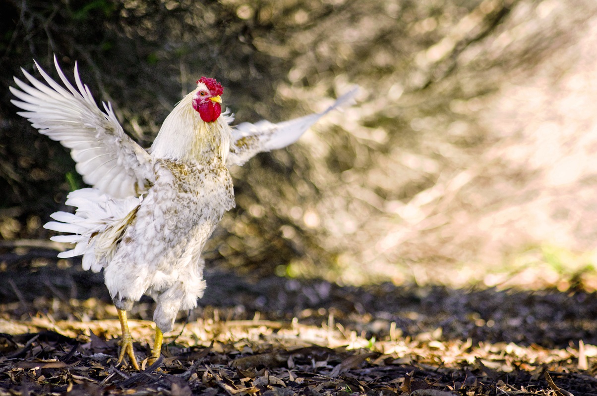 Popeye the chicken - Tamara Kenneally