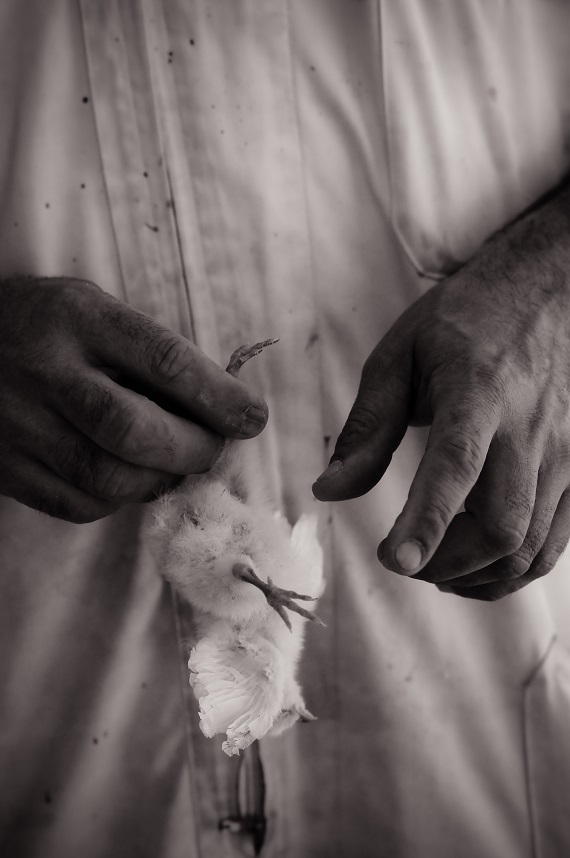 Male Chicken Discarded - Photograph by Jo-Anne McArthur