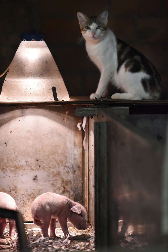 Cat with pig in factory farm - Photograph by Jo-Anne McArthur