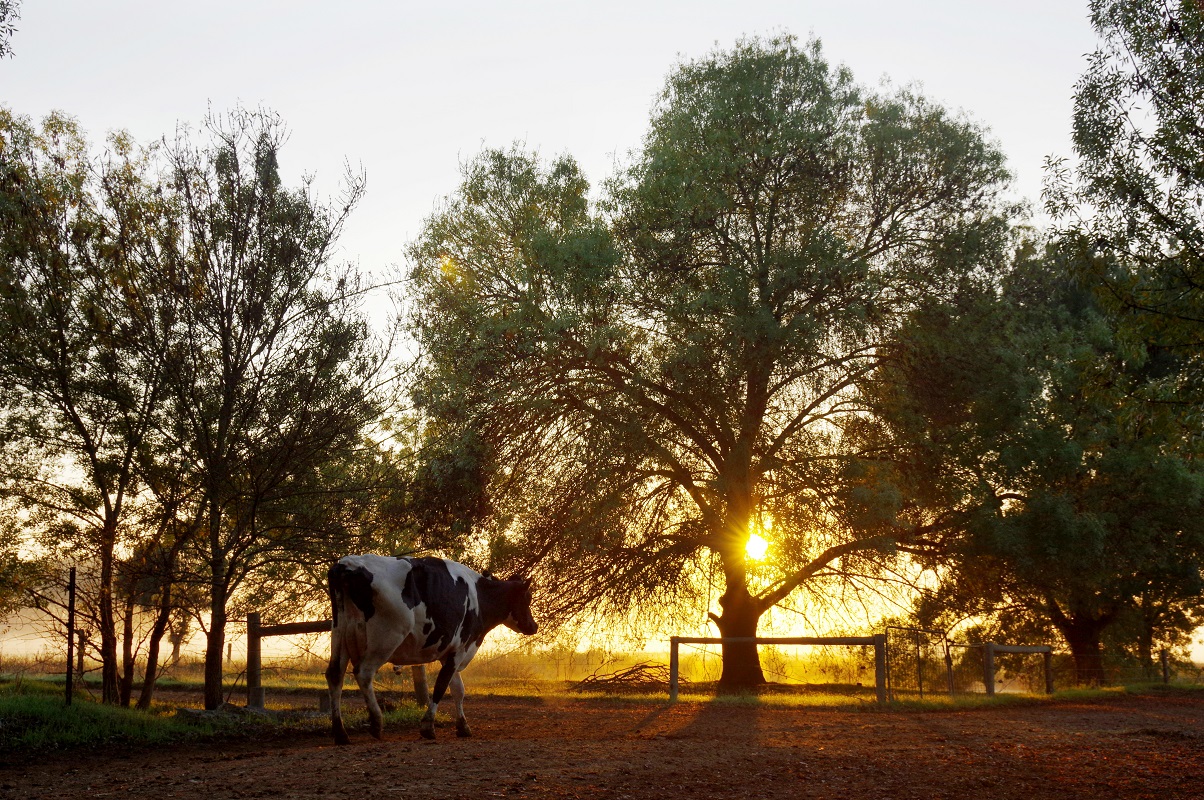 Cow in the sunshine - Photograph by Tamara Kenneally