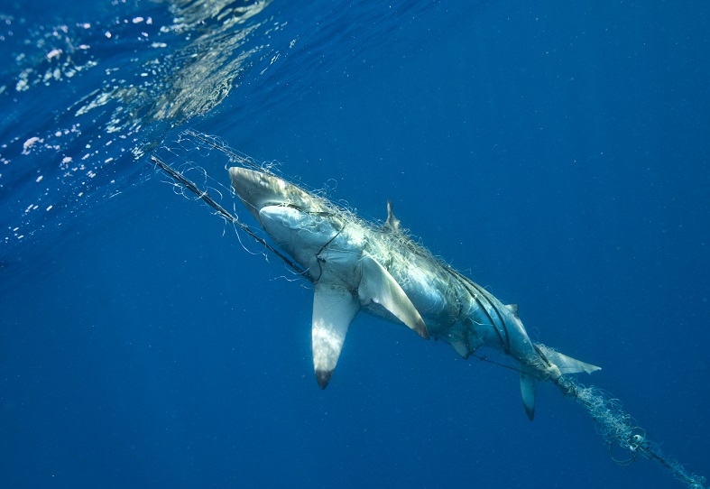 Shark caught in net as bycatch - Photograph by Paul Hilton